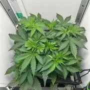 Mango sherbet auto supreme seeds bulldog