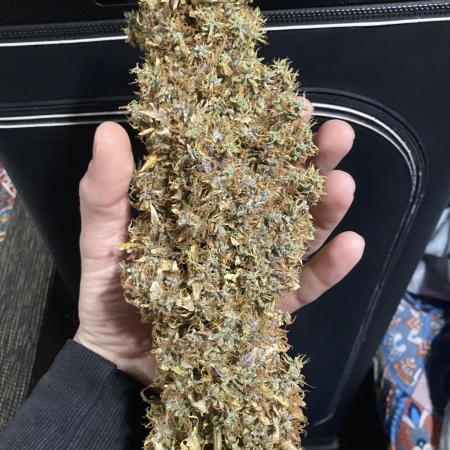 Lava cake auto Vgrow