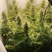 Watermelon candy auto