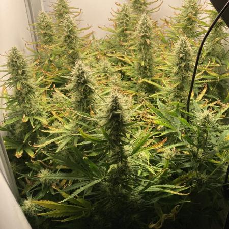 Watermelon candy auto