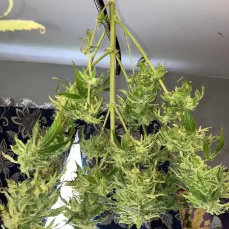 Jet fuel zam seeds
