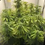 Lava cake auto Vgrow