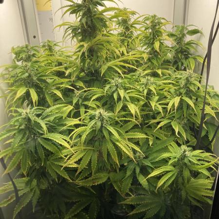Lava cake auto Vgrow
