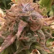 Watermelon candy auto