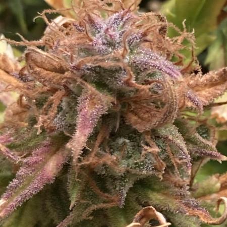 Watermelon candy auto