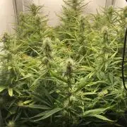 Watermelon candy auto