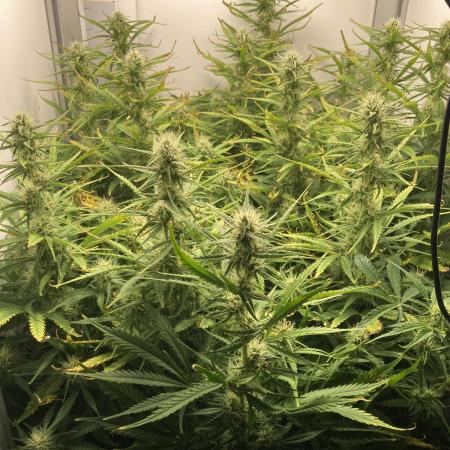 Watermelon candy auto