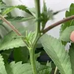 Bananakin Skywalker Kush only 100 packs