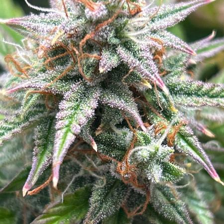 Mango sherbet auto supreme seeds bulldog