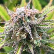 Mango sherbet auto supreme seeds bulldog