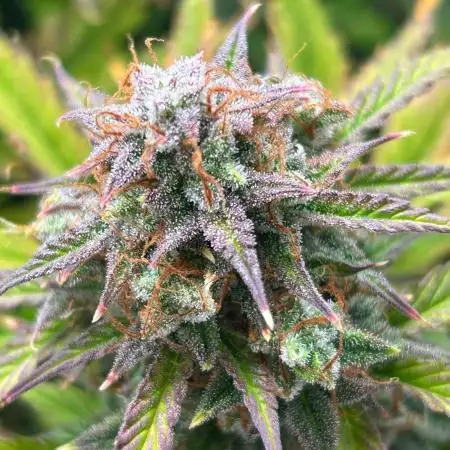 Mango sherbet auto supreme seeds bulldog
