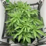 Bananakin Skywalker Kush only 100 packs