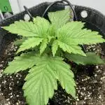 Lava cake auto Vgrow