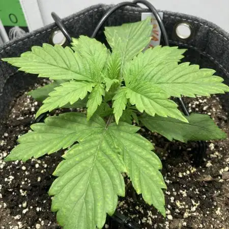 Lava cake auto Vgrow