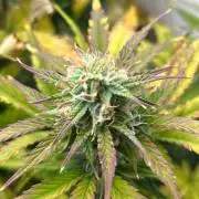 Mango sherbet auto supreme seeds bulldog