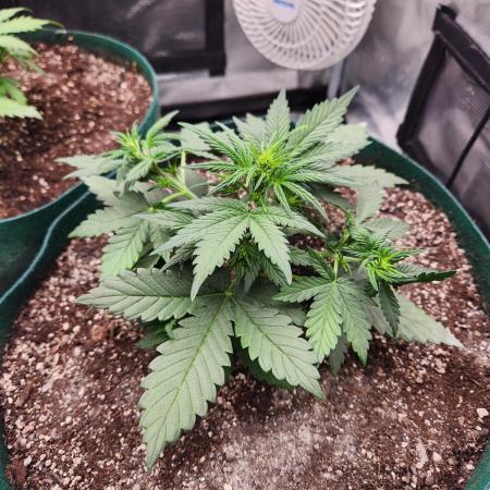BLACKBERRY SKUNK