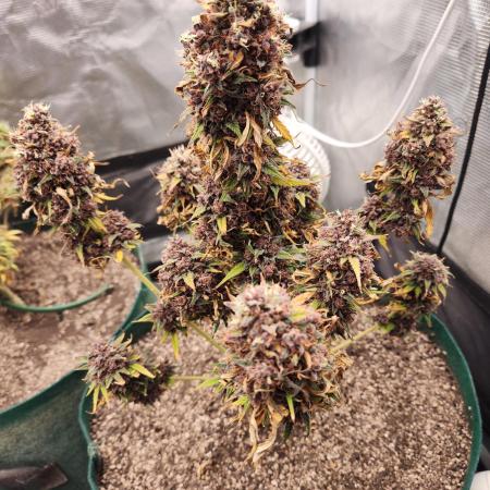 BLACKBERRY SKUNK
