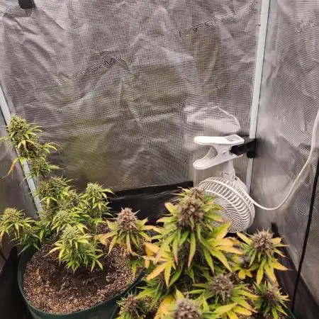 BLACKBERRY SKUNK
