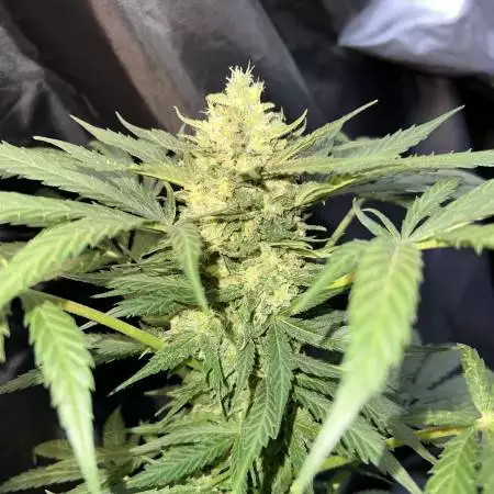 Donzogrows503 