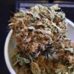 Gorilla cookies Fast Buds