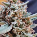 STRAWBERRY X GORRILLA 