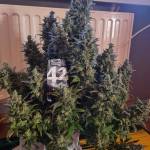 Strain Diary