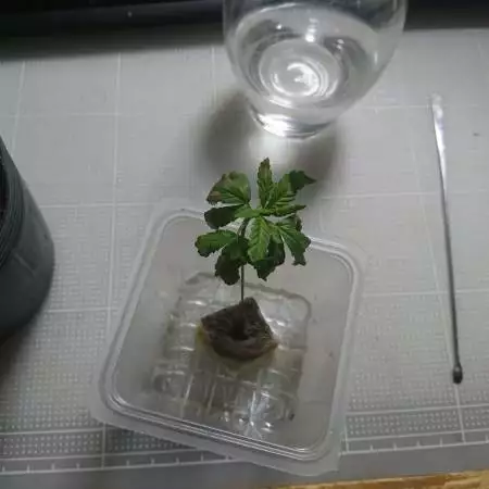 Girlscoutcookie FEM