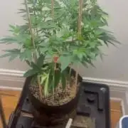 Blueberry 10/08