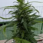 Gorilla Z Auto Outdoor 2025