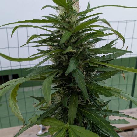 Gorilla Z Auto Outdoor 2025