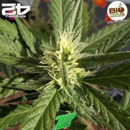 ZUp Auto FastBuds!