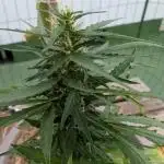 Gorilla Z Auto Outdoor 2025