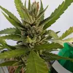 ZUp Auto FastBuds!