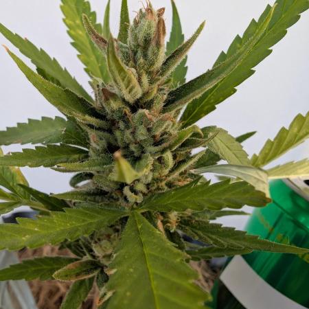 ZUp Auto FastBuds!