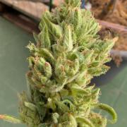 ZUp Auto FastBuds!