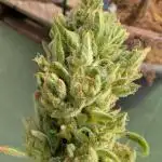 ZUp Auto FastBuds!