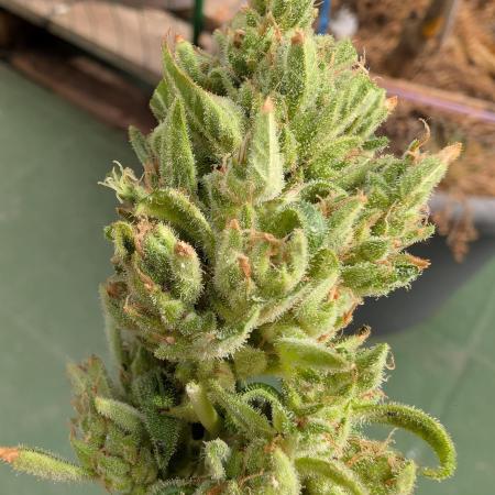 ZUp Auto FastBuds!