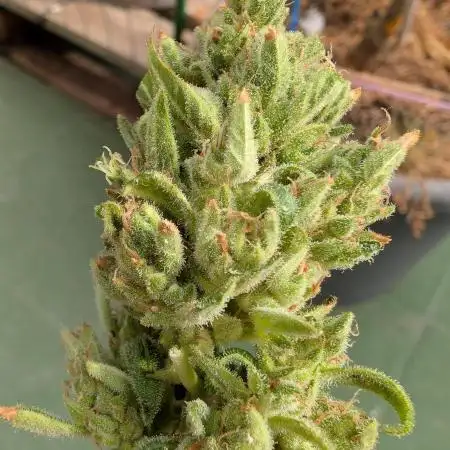 ZUp Auto FastBuds!