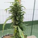 Gorilla Z Auto Outdoor 2025