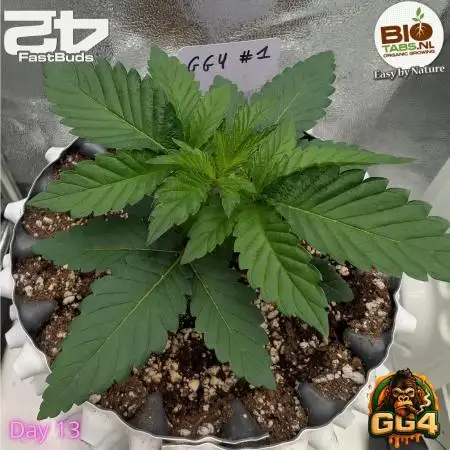 GG4 Fastbuds!