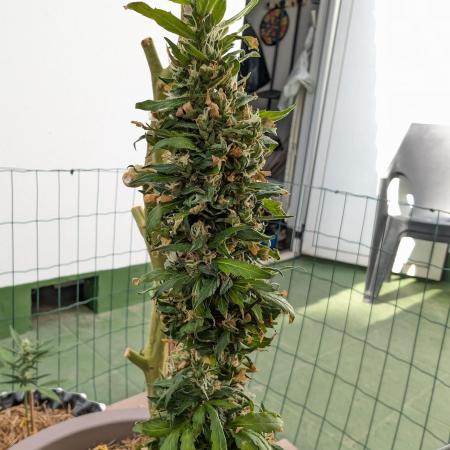 Gorilla Z Auto Outdoor 2025