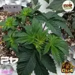 GG4 Fastbuds!