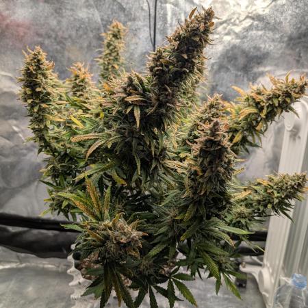 OG Kush Auto - FastBuds & Mars Hydro