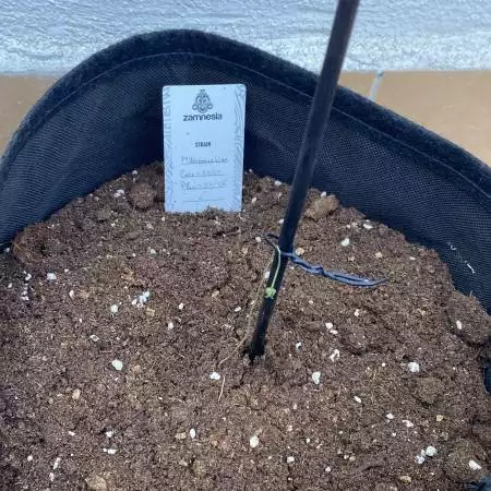 First grow ever - Mikromachine Auto