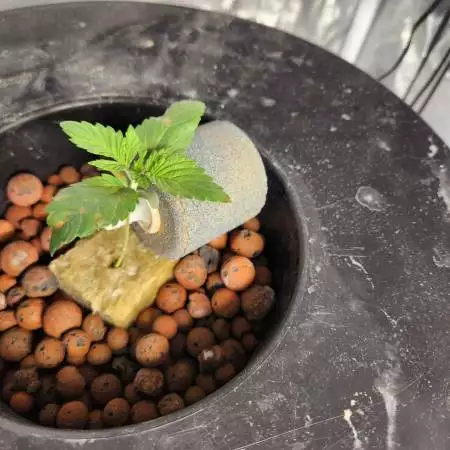 WHITE OG Fem