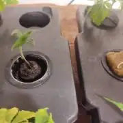 2023 PROJECT: SOIL AND DWC