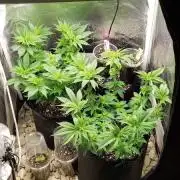 Living soil and perpetual grow starting