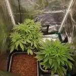 My first indoor grow