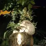 TPB INOFFICIAL BONSAI