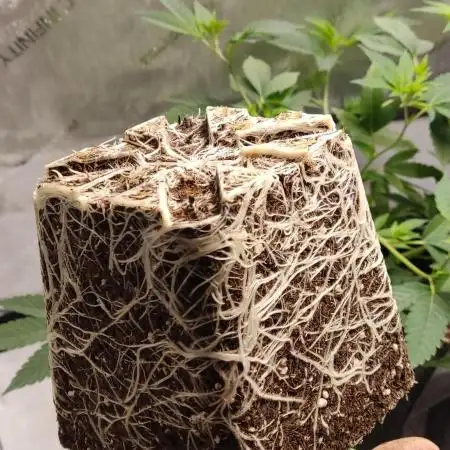 TPB INOFFICIAL BONSAI